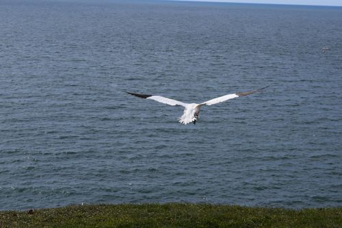 northern gannet helgoland bird