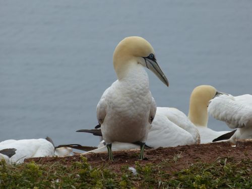 northern gannet bird nature