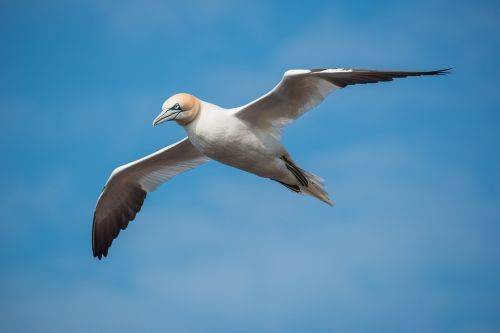 northern gannet bird flight