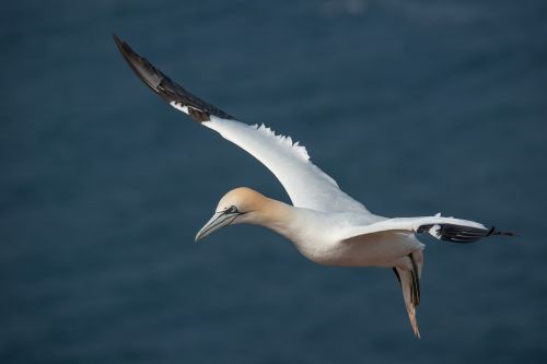 northern gannet morus bassanus helgoland