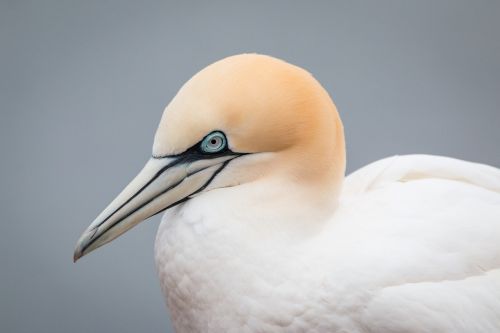 northern gannet boobies morus bassanus