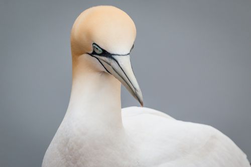 northern gannet boobies morus bassanus