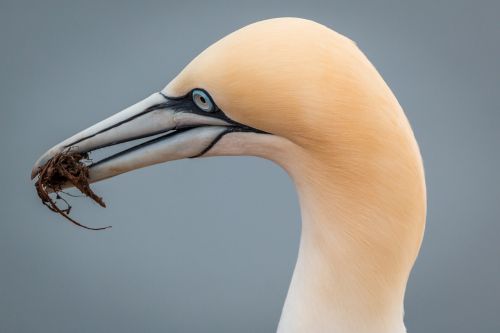 northern gannet boobies morus bassanus