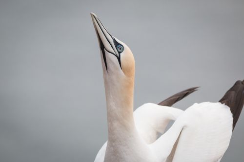 northern gannet boobies morus bassanus