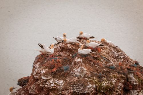 northern gannet boobies morus bassanus