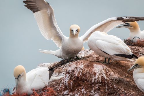 northern gannet boobies morus bassanus