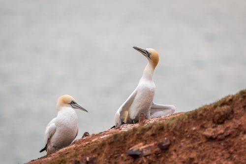 northern gannet boobies morus bassanus