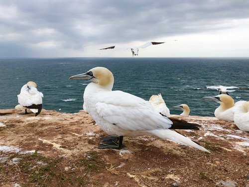 northern gannet  bird  animal