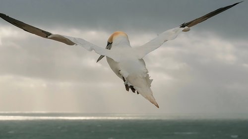 northern gannet  sea bird  bird