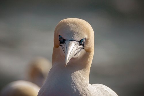northern gannet  sea bird  north sea