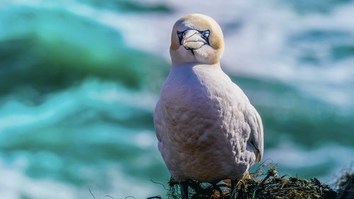 northern gannet  sea bird  north sea