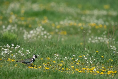 northern lapwing  vanellus vanellus  bird