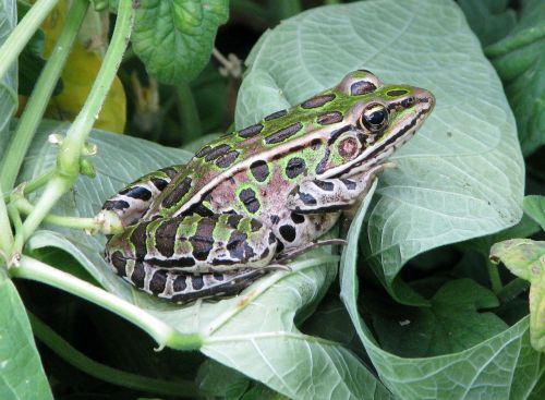 northern leopard frog lithobates pipiens rana pipiens