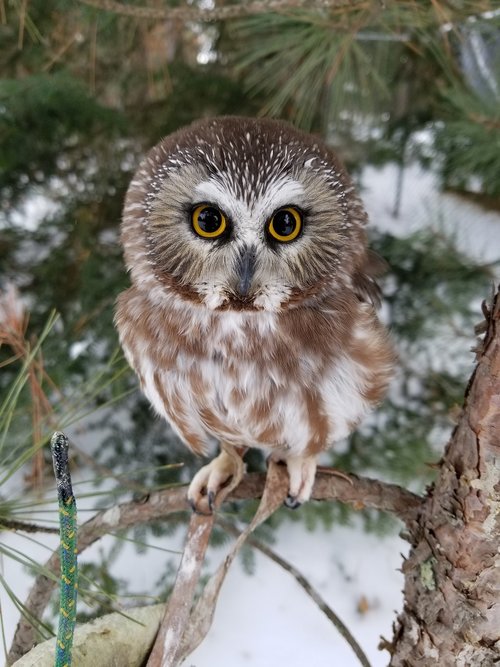 northern saw whet  owl  bird