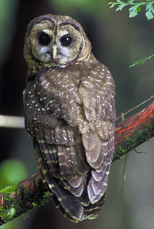 northern spotted owl strix occidentalis caurina birds