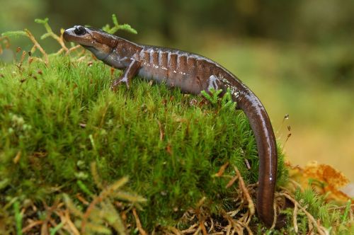 northwestern salamander amphibian portrait