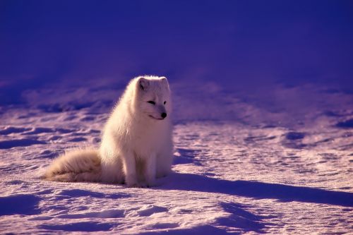 norway fox arctic