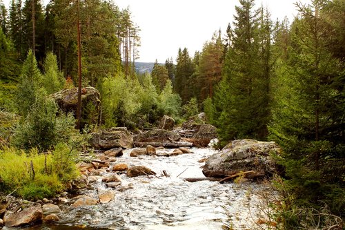 norway  river  forest