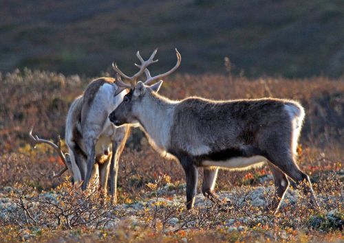 norway wild reindeer autumn