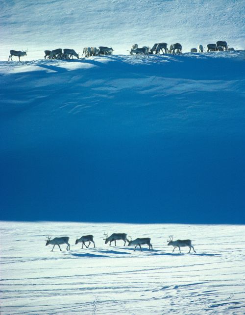 norway wild reindeer winter