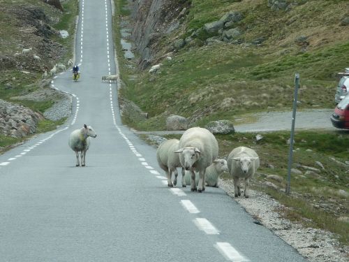 norway sheep road