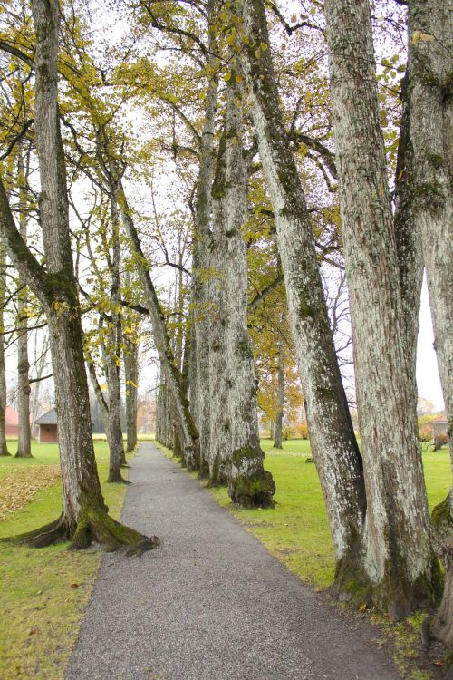 norway trees grass