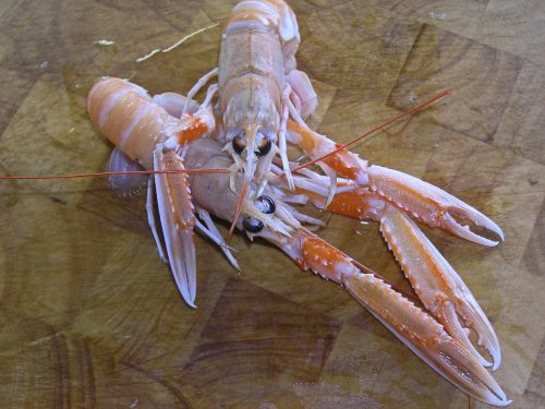 norway lobster dining seafood