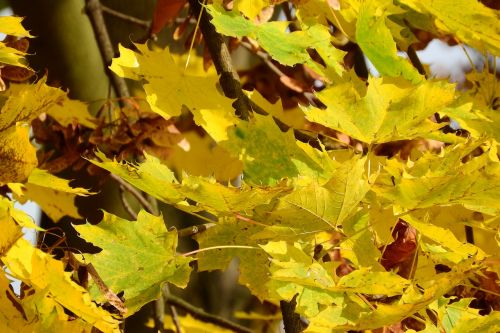 norway maple maple leaves acer platanoides