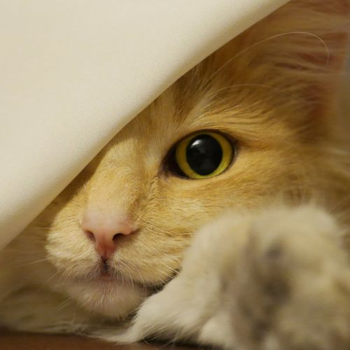 norwegian forest cat cat amber