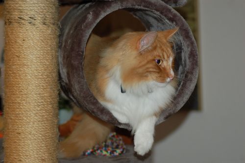 norwegian forest cat cat cats