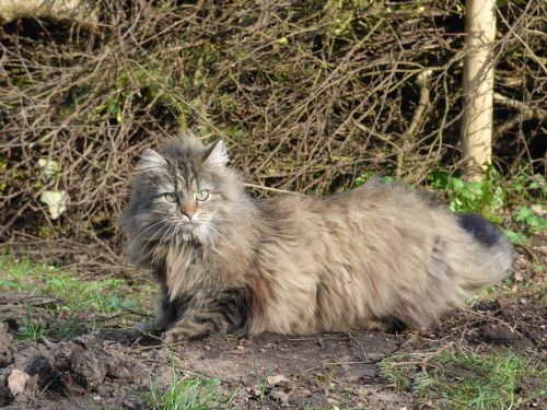 norwegian forest cat long-haired cat wild cat