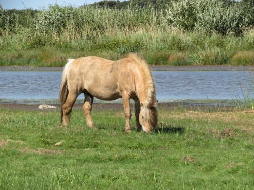 Norwegian Fjord Stallion