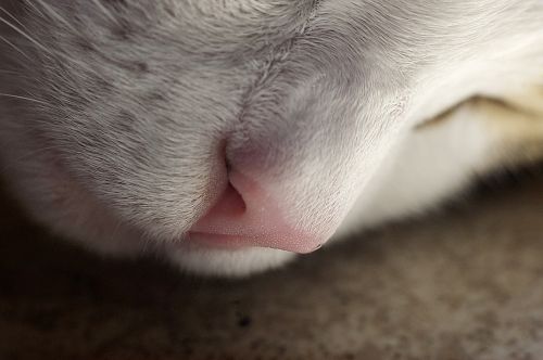 nose cat domestic cat