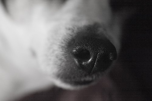nose  dog  animal