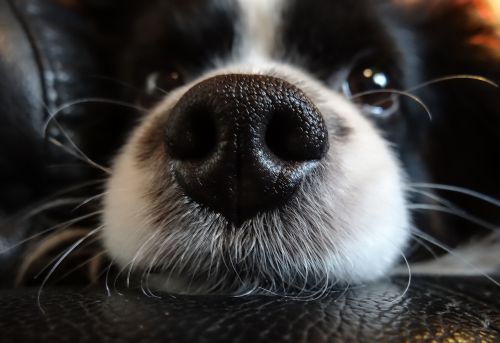 nose dog black