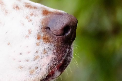 Nose Dog - Macro