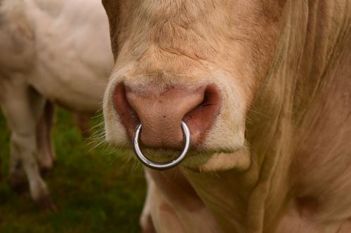 nose ring bull snout