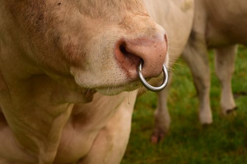nose ring bull ruminant