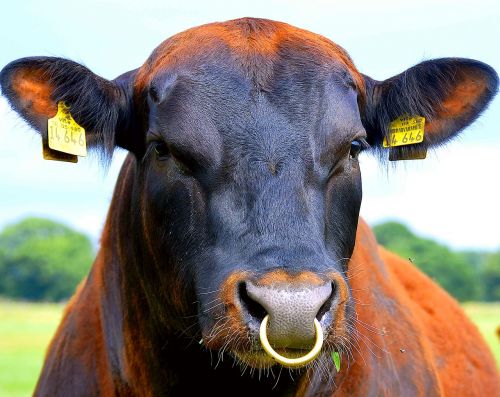 nose ring bull beef