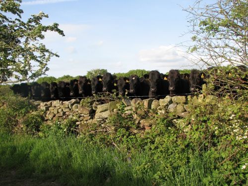 nosey cattle cumbria