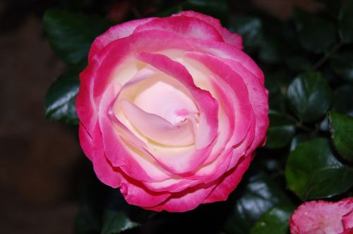 nostalgia rose rose pink