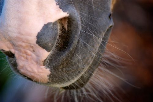 nostrils horse animal