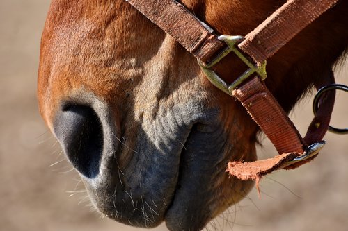 nostrils  horse head  horse