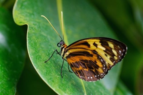 note-passion butterfly butterfly tithorea harmonia