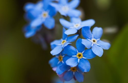 nots  spring  flower