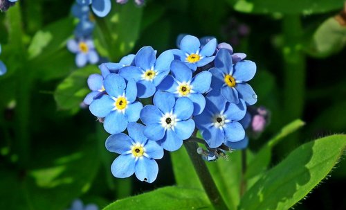 nots  flowers  blue