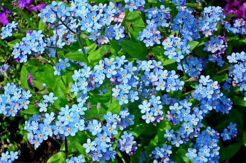 nots  flowers  blue