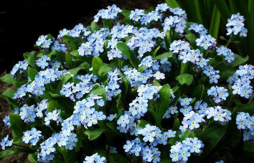 nots  flowers  blue