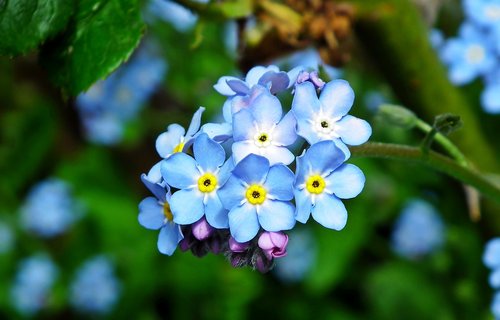 nots  blue  flowers