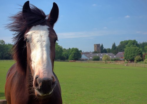 nottingham  horse  field